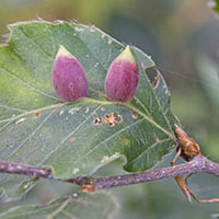 gall Mikiola fagi